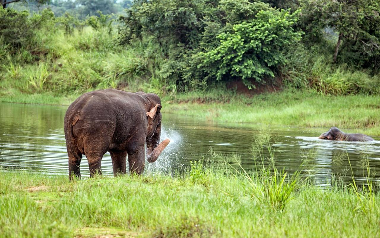 Lavendish Wild Safari Wasgamuwa Exterior foto